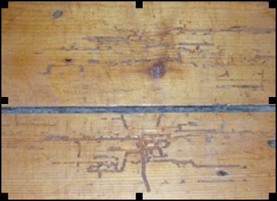 Woodworm