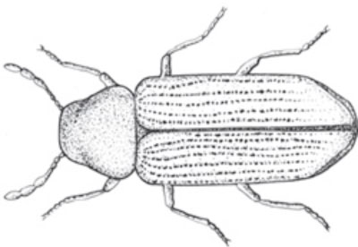Woodworm adult