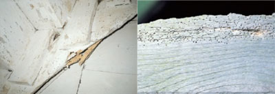 Evidence of woodworm
